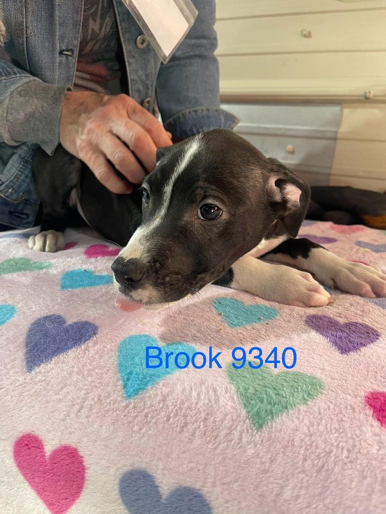 Rook AKA D pup- Brook, Adoptable, Adult Male Labrador Retriever & Mixed Breed.