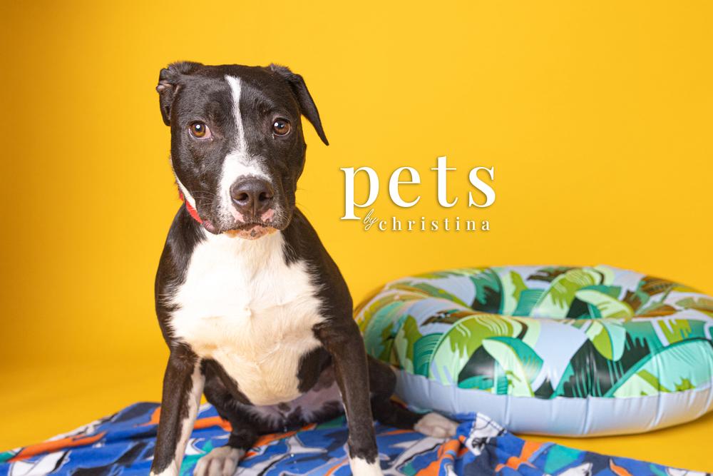 Rook AKA D pup- Brook, a Adoptable mixed breed in Warrenton, MO image 2/5