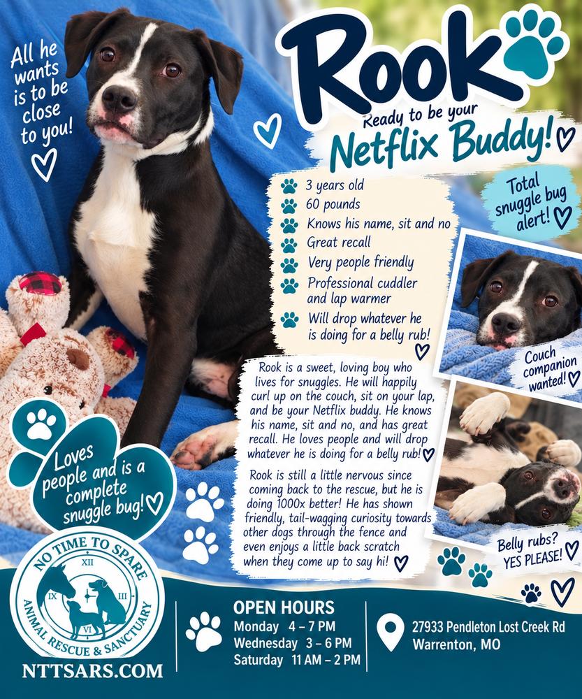 Enlarge Rook AKA D pup- Brook, a Adoptable mixed breed in Warrenton, MO image 3/6