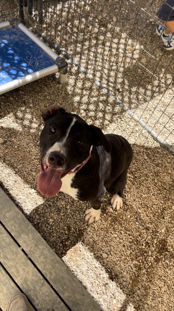 Rook AKA D pup- Brook, a Adoptable mixed breed in Warrenton, MO image 3/5