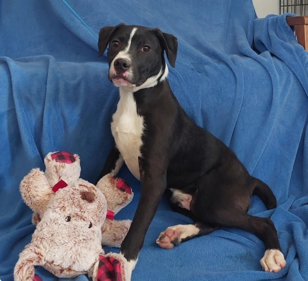 Rook AKA D pup- Brook, a Adoptable mixed breed in Warrenton, MO image 4/5