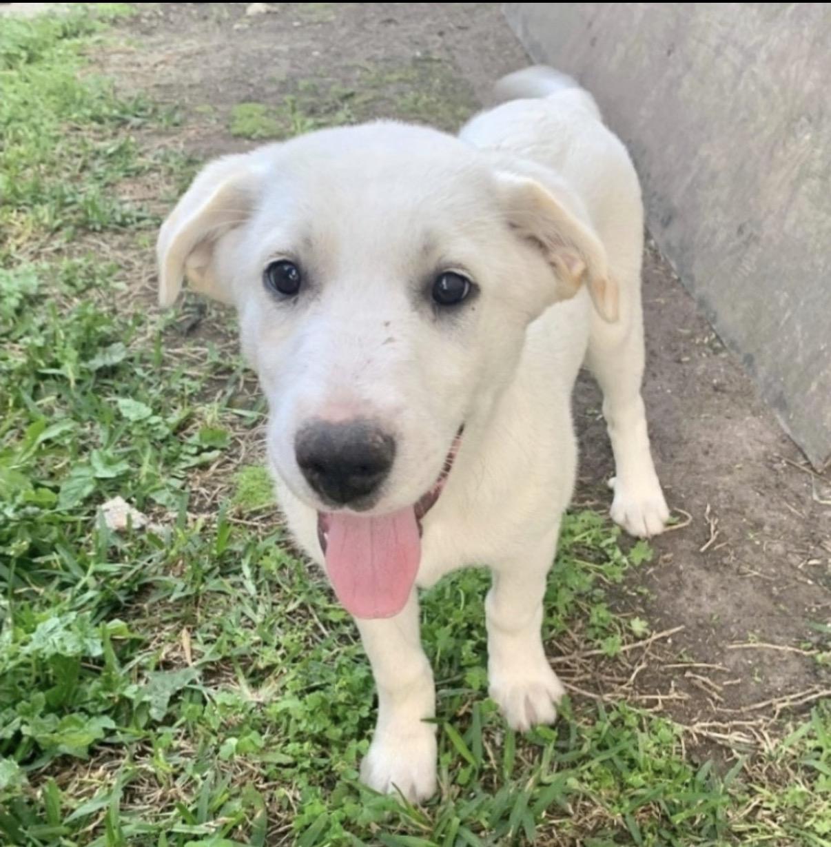 Enlarge Gojo, an adopted mixed breed in DeWitt, NY image 1/6