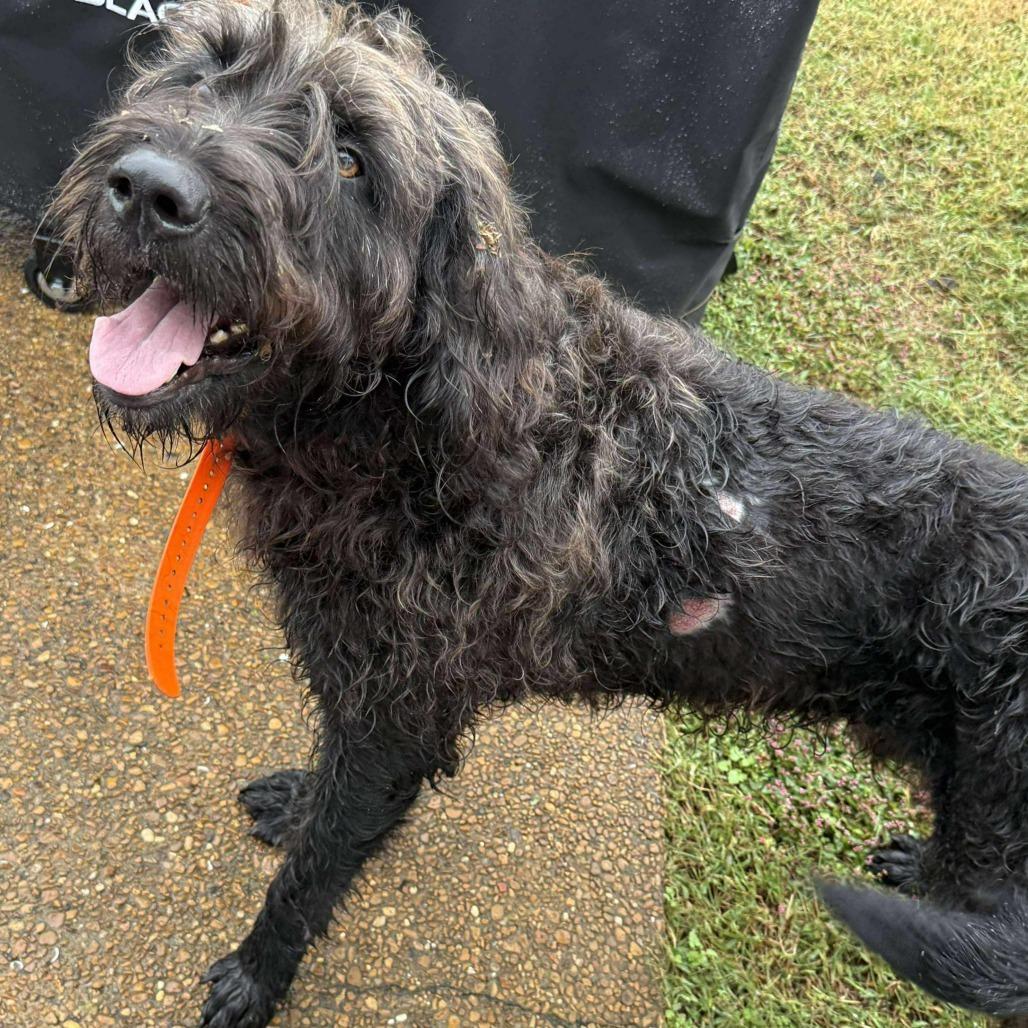 Zen, Adoptable, Adult Male Standard Poodle.