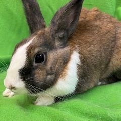 Enlarge Maeve, a ADOPTABLE Dutch in Haltom City, TX image 1/3