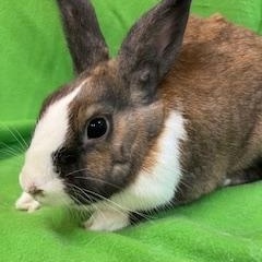 Enlarge Maeve, a ADOPTABLE Dutch in Haltom City, TX image 2/3