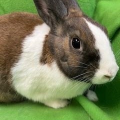 Enlarge Maeve, a ADOPTABLE Dutch in Haltom City, TX image 3/3