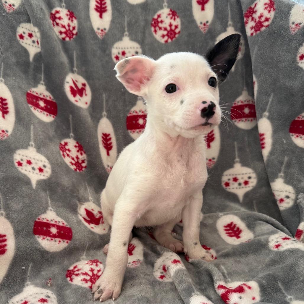 Enlarge Tessa, a Adoptable mixed breed in Homewood, IL image 1/1