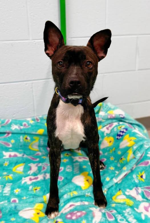 Enlarge Demi, a Adoptable Mixed Breed in Pearisburg, VA image 1/1