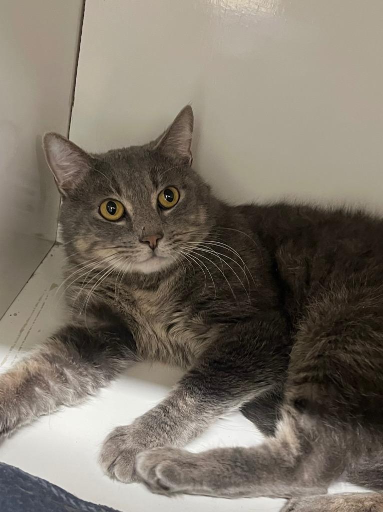 Gold Rush, Adoptable, Young Male Domestic Short Hair.