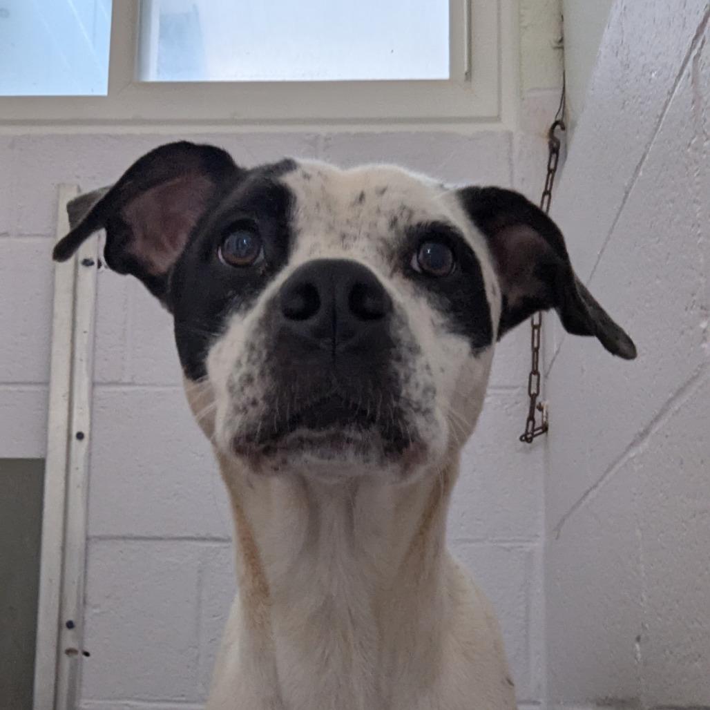Josie, Adoptable, Adult Female Pointer & Terrier.