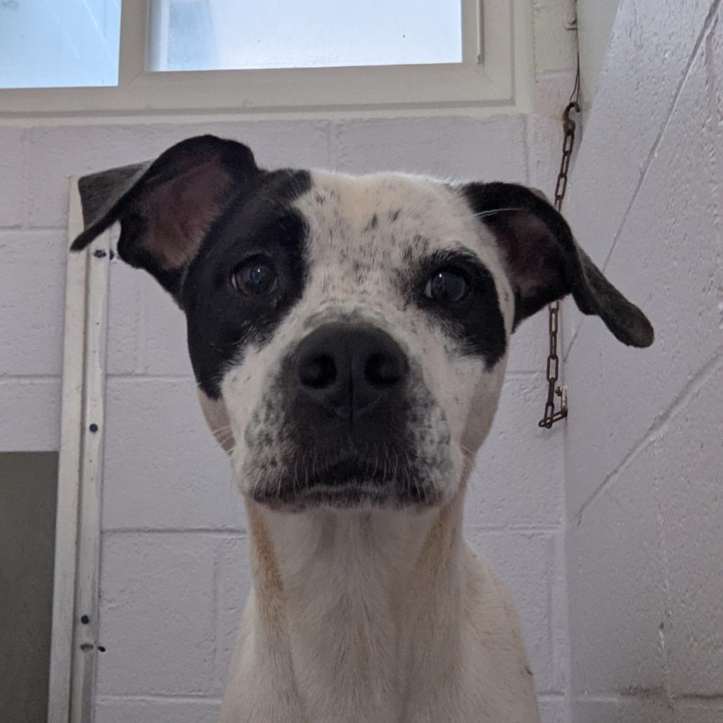 Enlarge Josie, a Adoptable mixed breed in Columbus, NC image 4/6