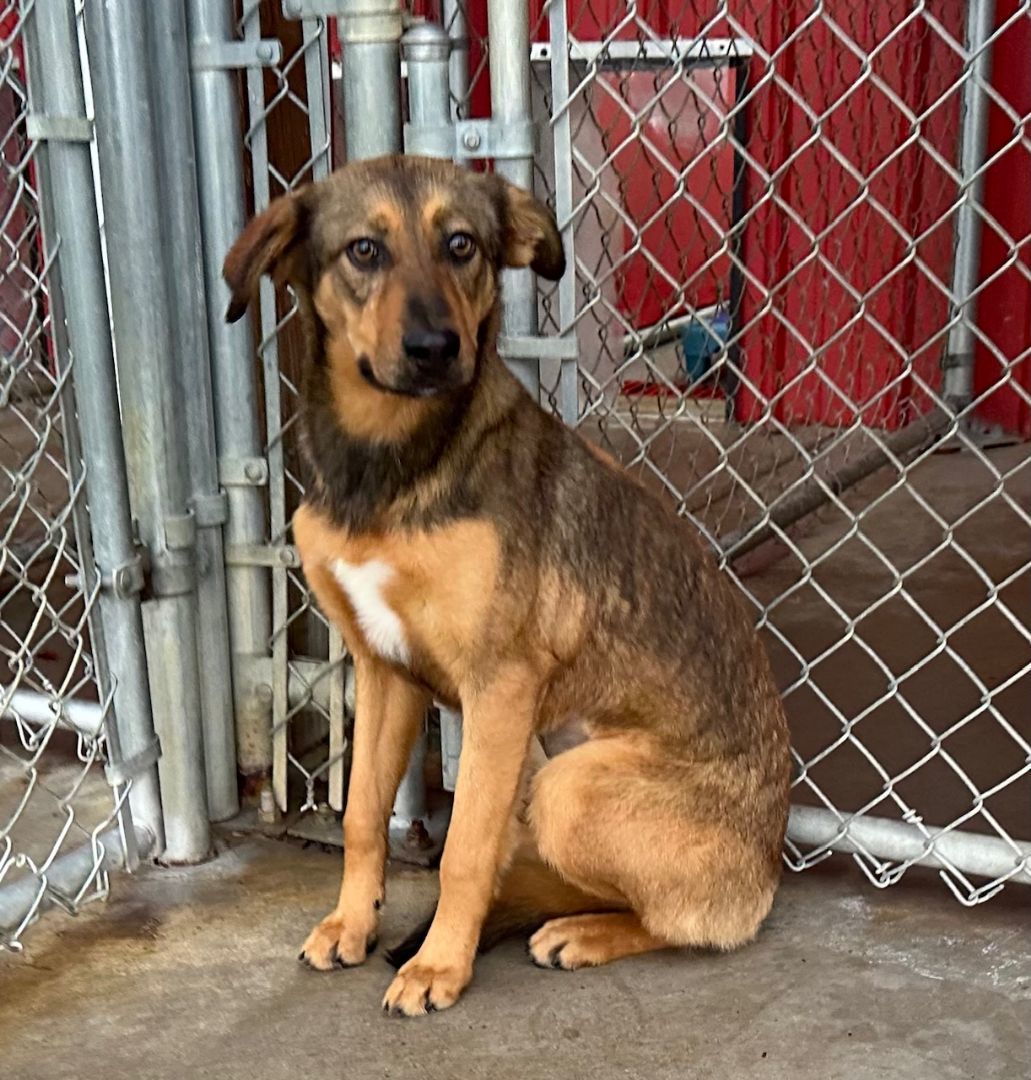 Charlotte, an adoptable Shepherd Mix in Gallatin, TN_image-1