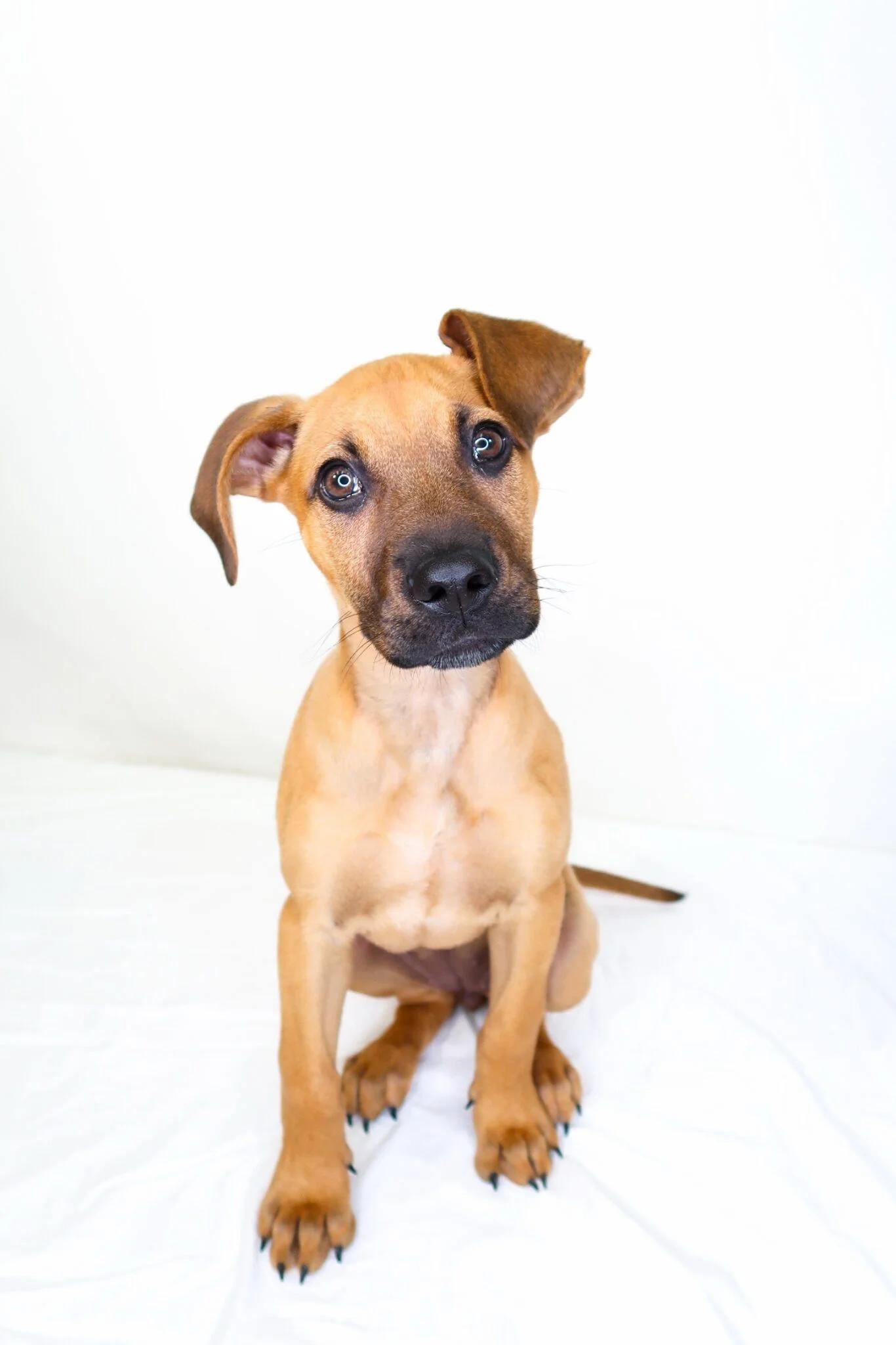 Enlarge Kahlia, a ADOPTABLE mixed breed in Bixby, OK image 1/5
