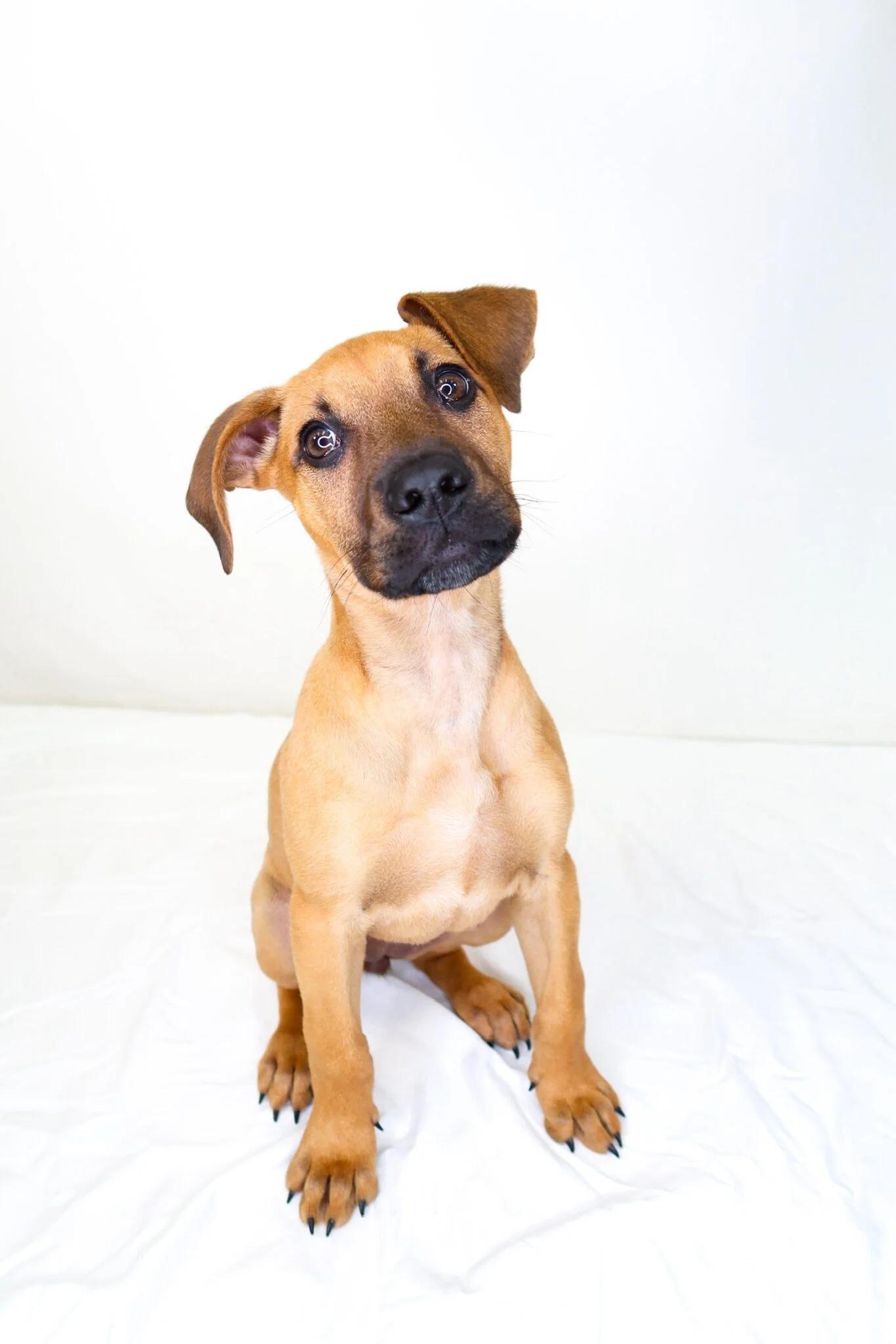 Enlarge Kahlia, a ADOPTABLE mixed breed in Bixby, OK image 2/5