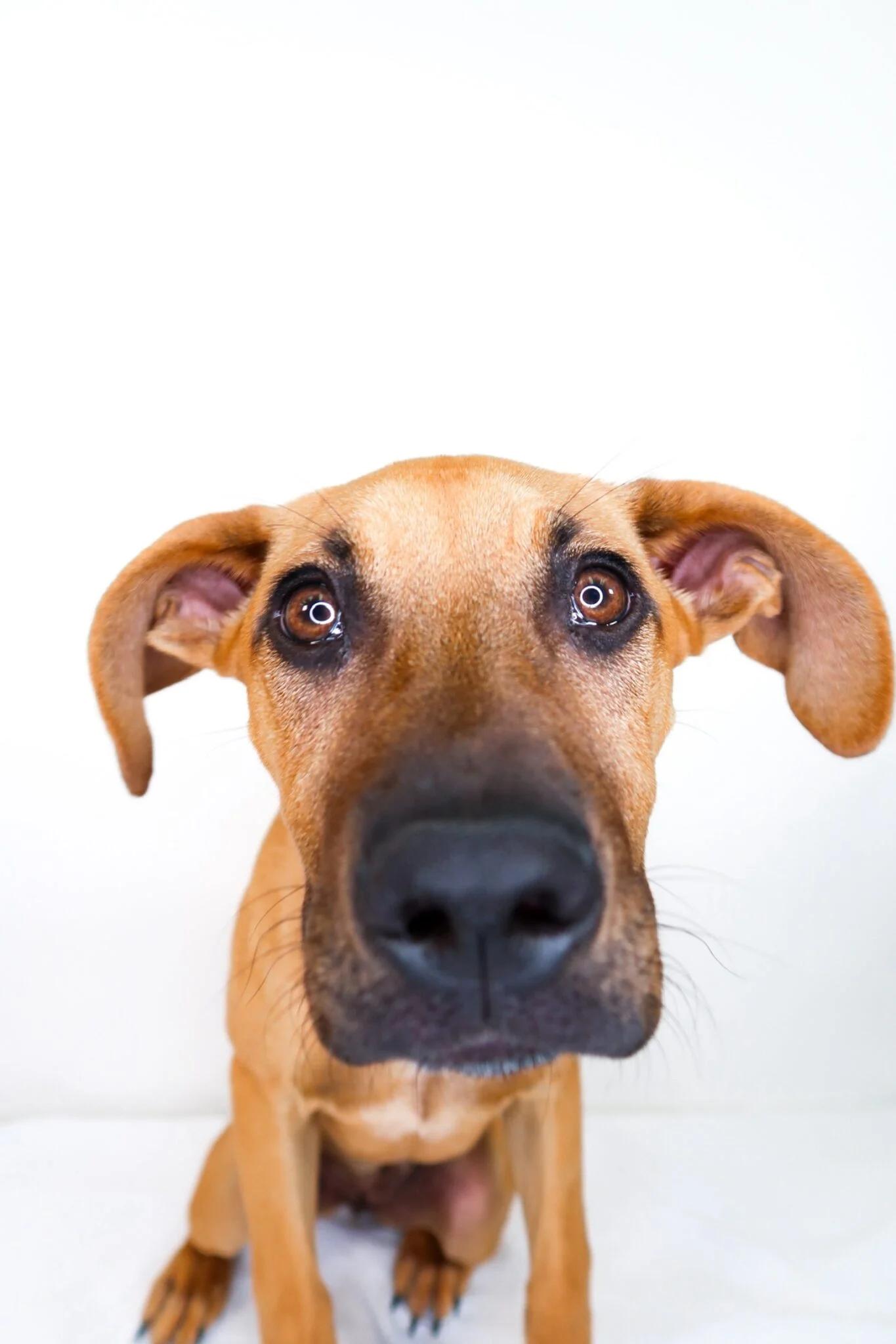 Enlarge Kahlia, an adoptable mixed breed in Bixby, OK image 3/6