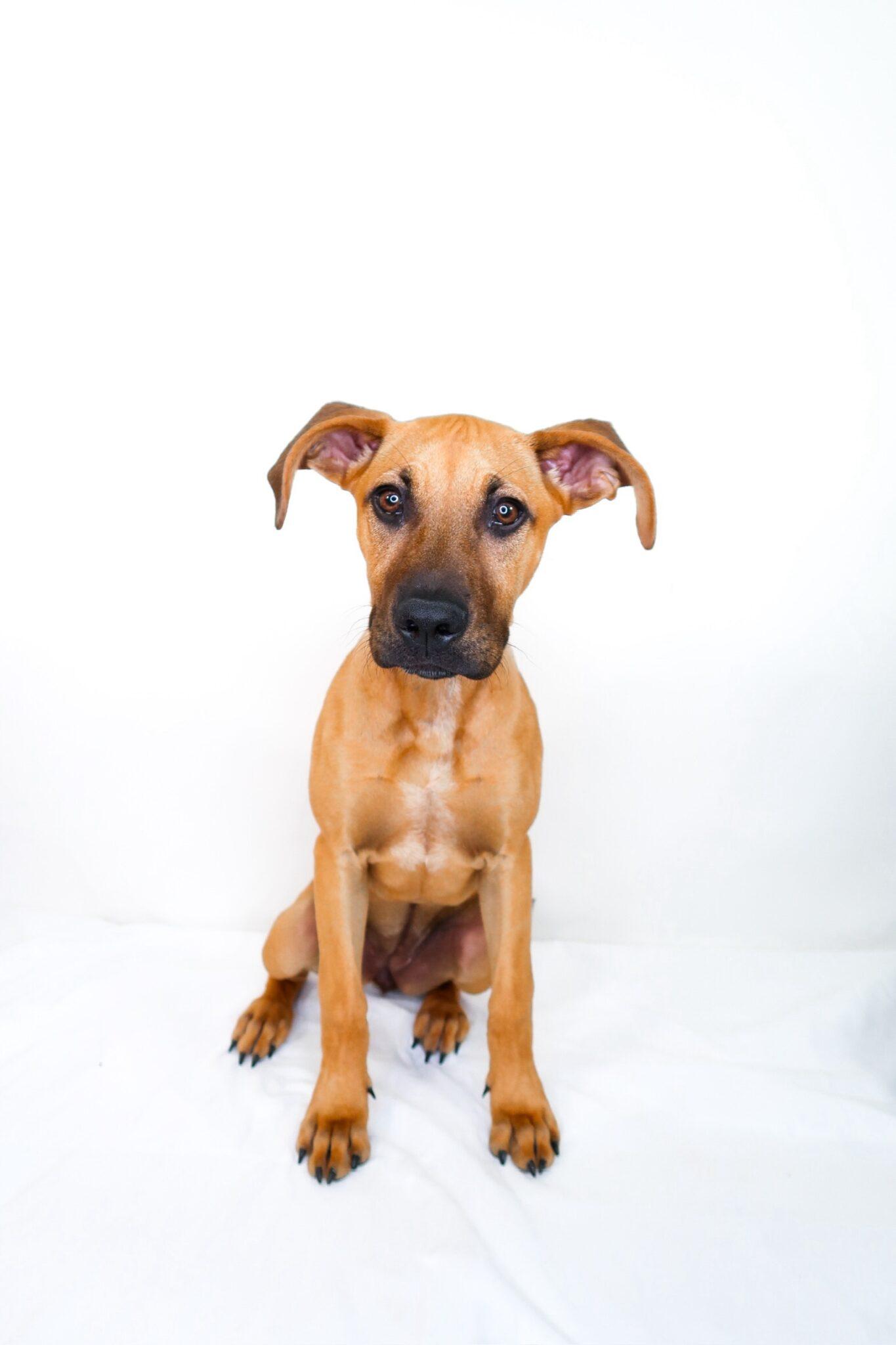 Enlarge Kahlia, an adoptable mixed breed in Bixby, OK image 5/6