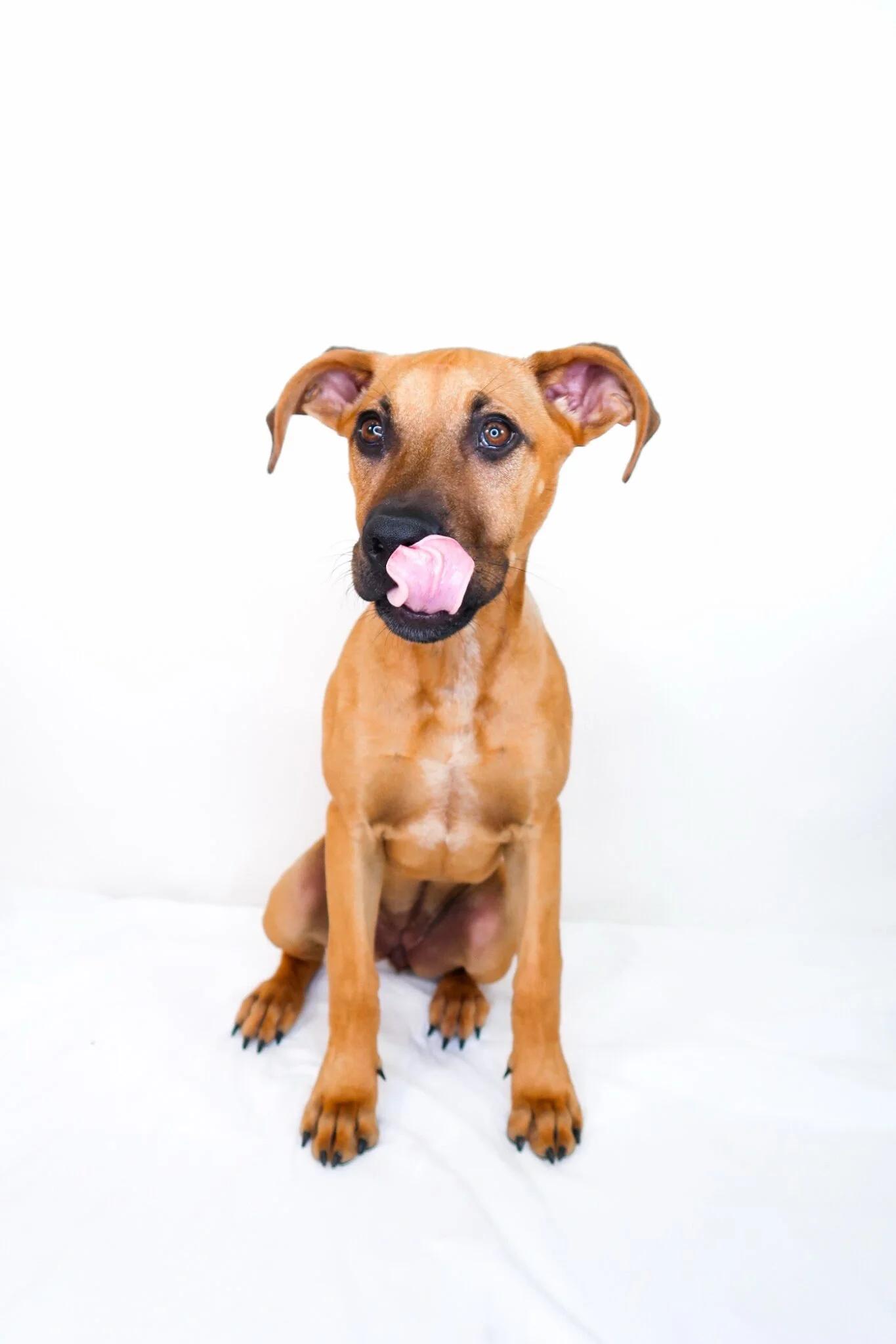 Enlarge Kahlia, an adoptable mixed breed in Bixby, OK image 4/6