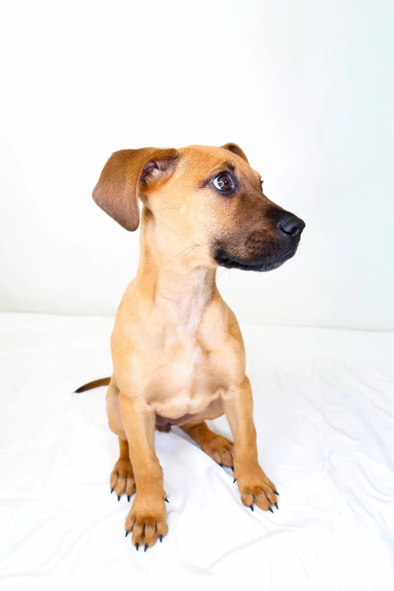Enlarge Kahlia, a ADOPTABLE mixed breed in Bixby, OK image 5/5
