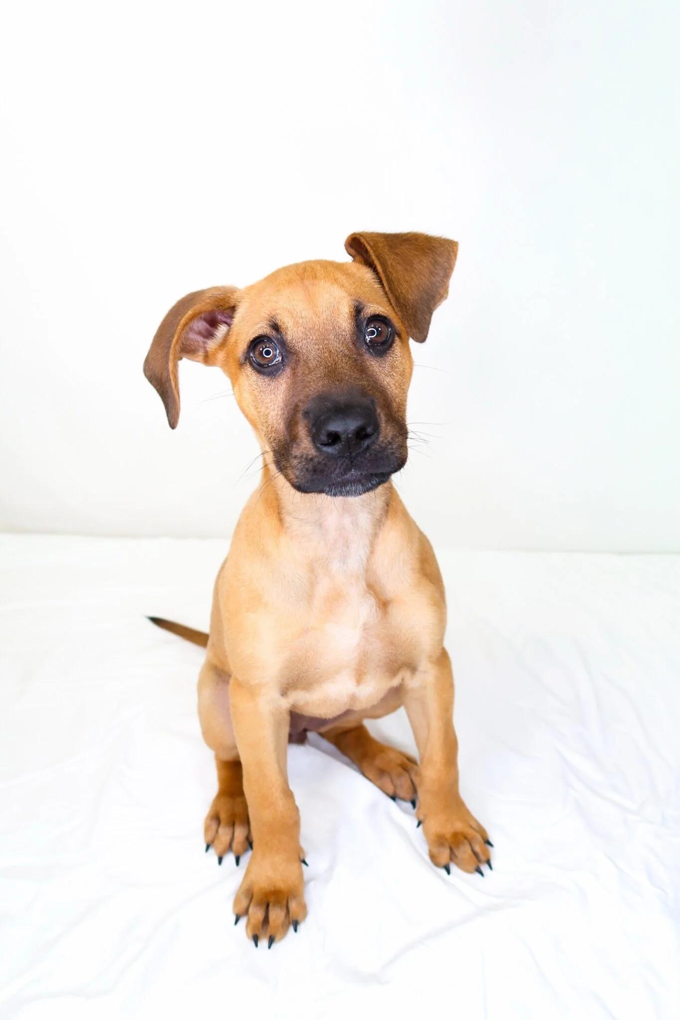 Enlarge Kahlia, a ADOPTABLE mixed breed in Bixby, OK image 4/5
