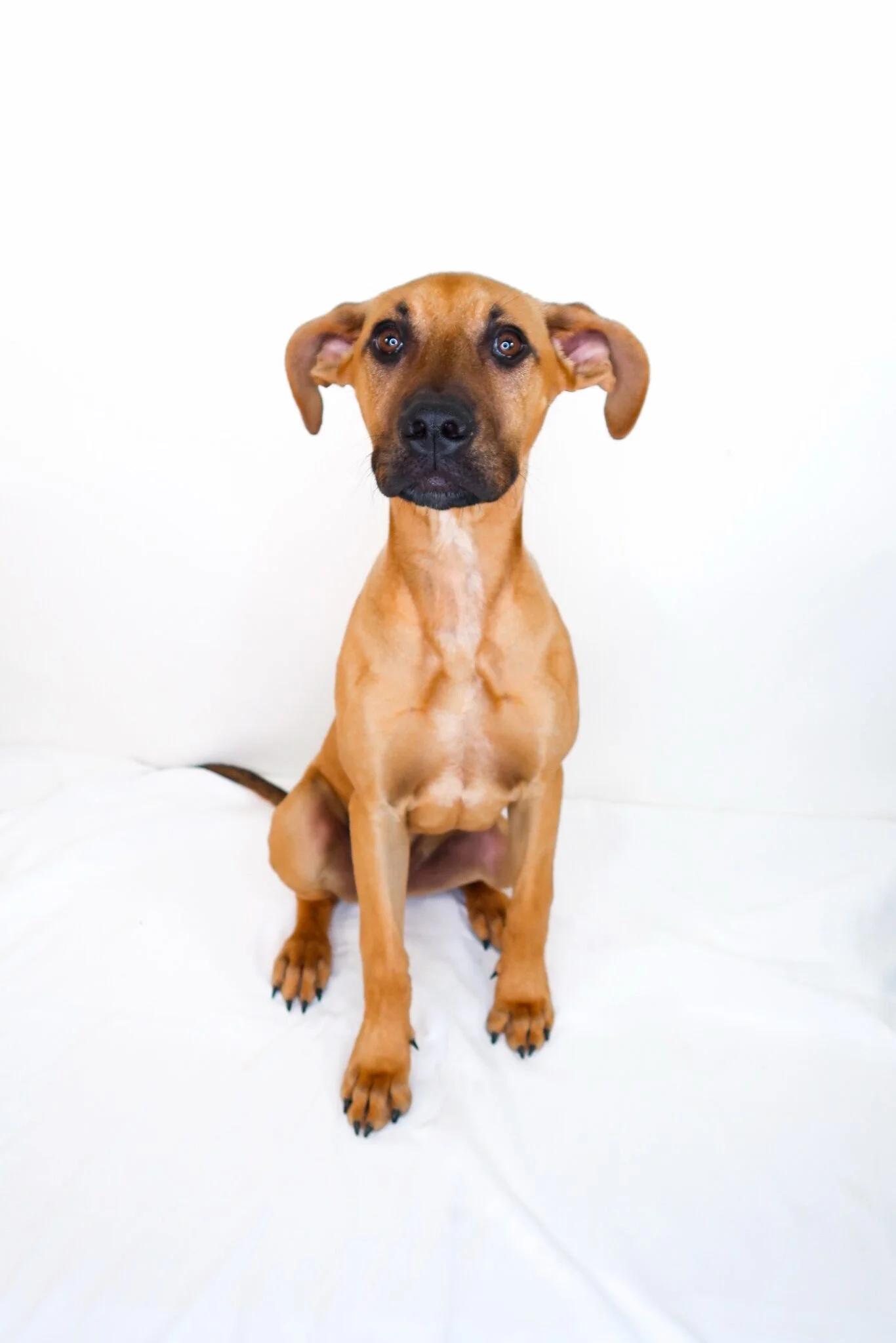 Enlarge Kahlia, an adoptable mixed breed in Bixby, OK image 2/6