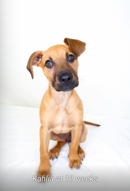 Enlarge Kahlia, an adoptable mixed breed in Bixby, OK image 6/6