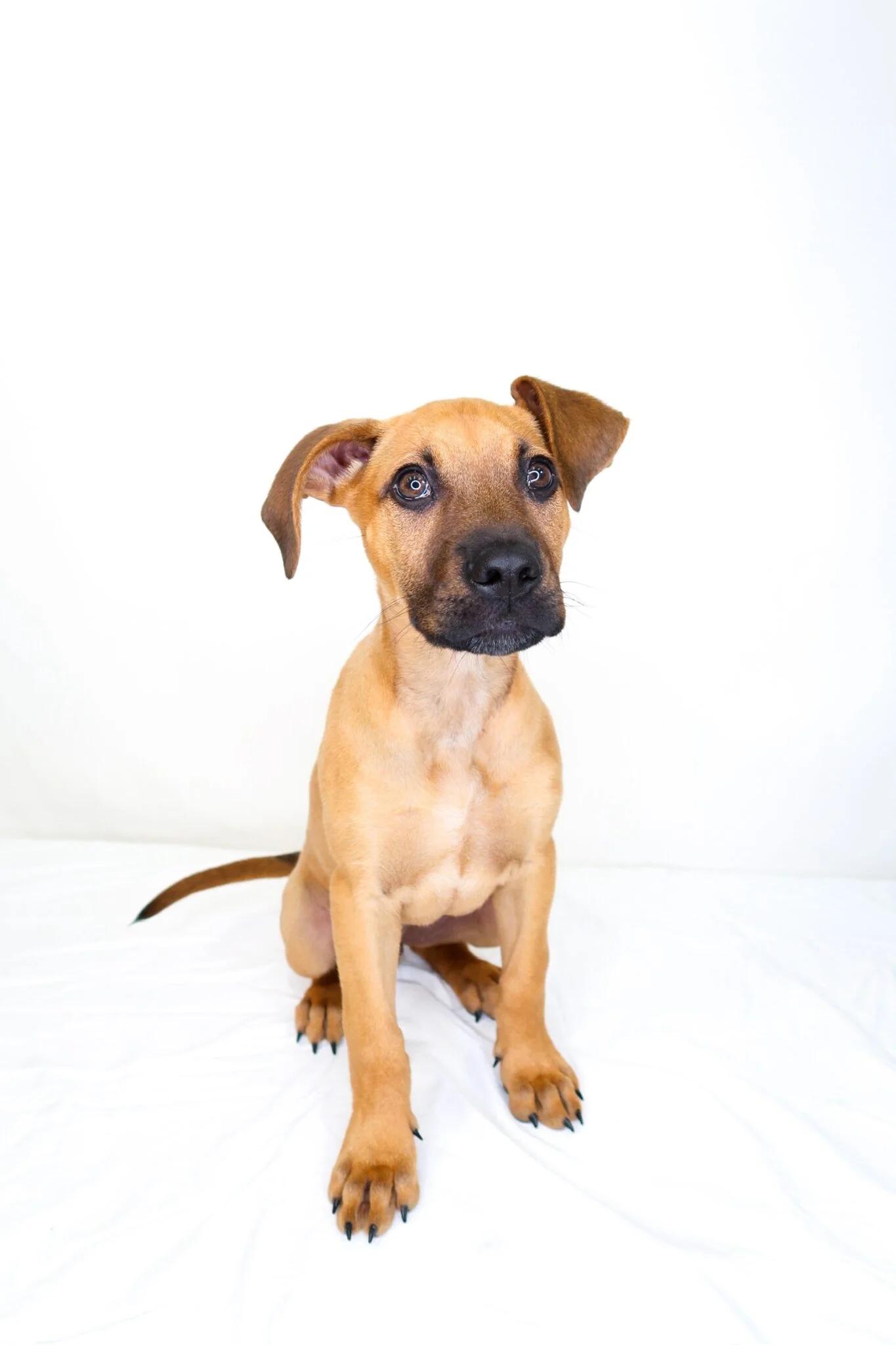 Enlarge Kahlia, a ADOPTABLE mixed breed in Bixby, OK image 3/5