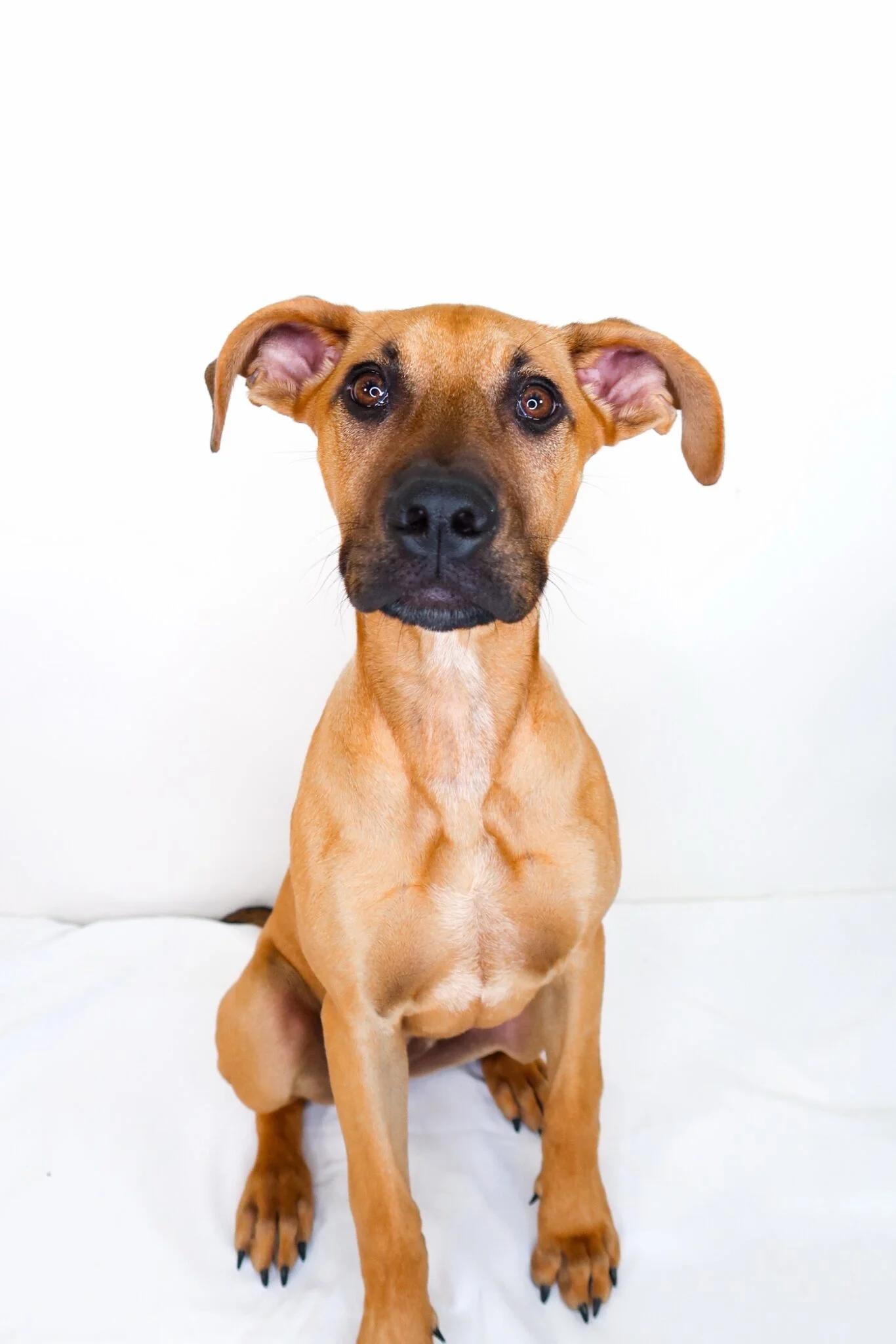 Enlarge Kahlia, an adoptable mixed breed in Bixby, OK image 1/6