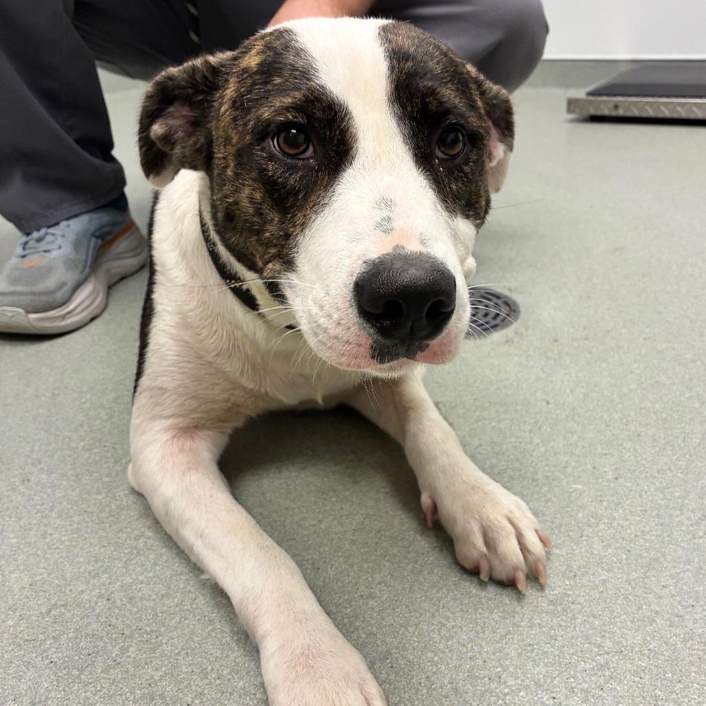 Blessing, Adoptable, Young Female Mixed Breed.
