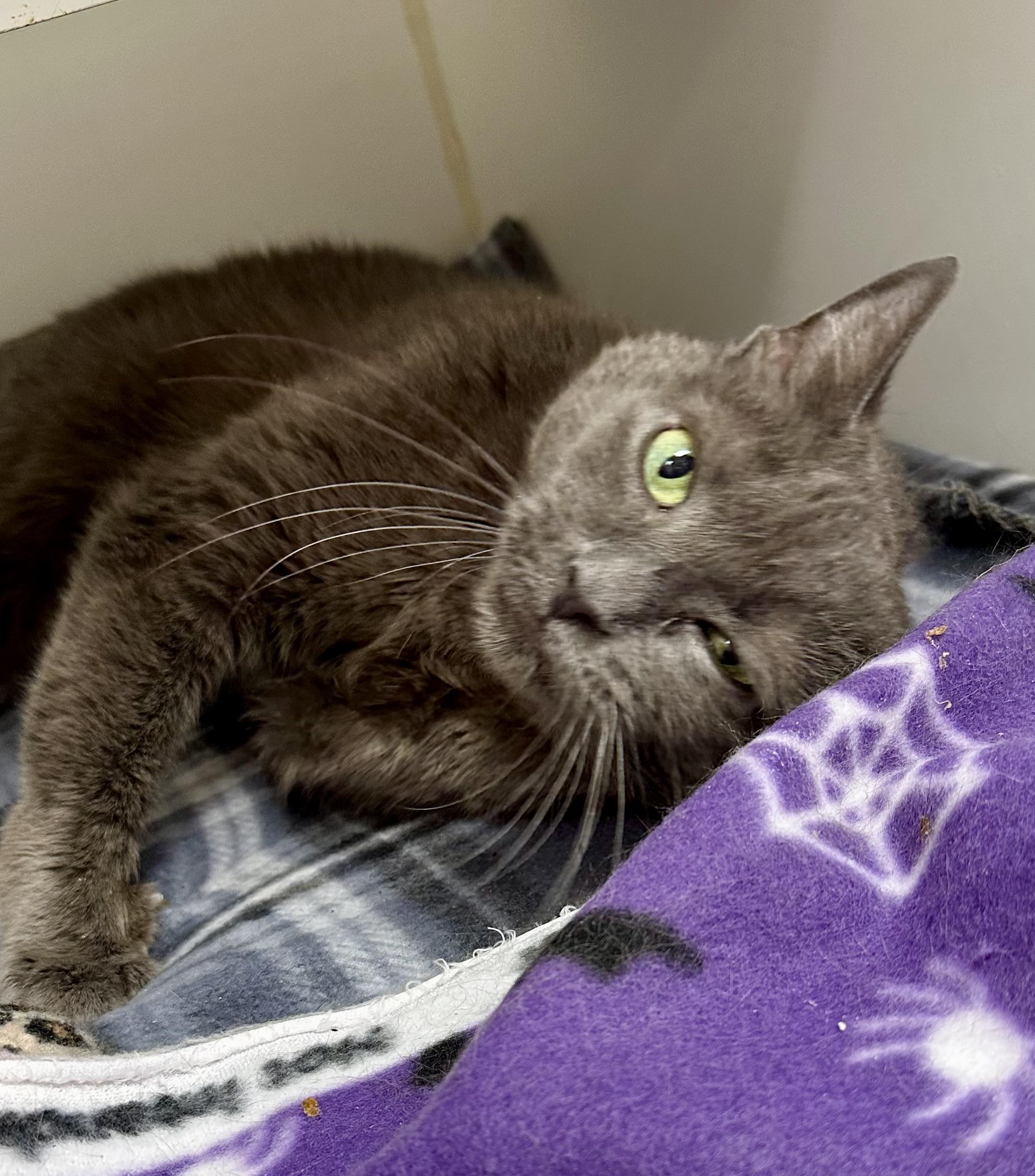Missy, Adult Female Domestic Short Hair