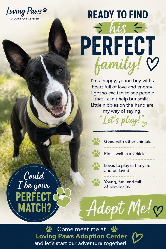 Diesel, Adoptable, Puppy Male Mixed Breed.