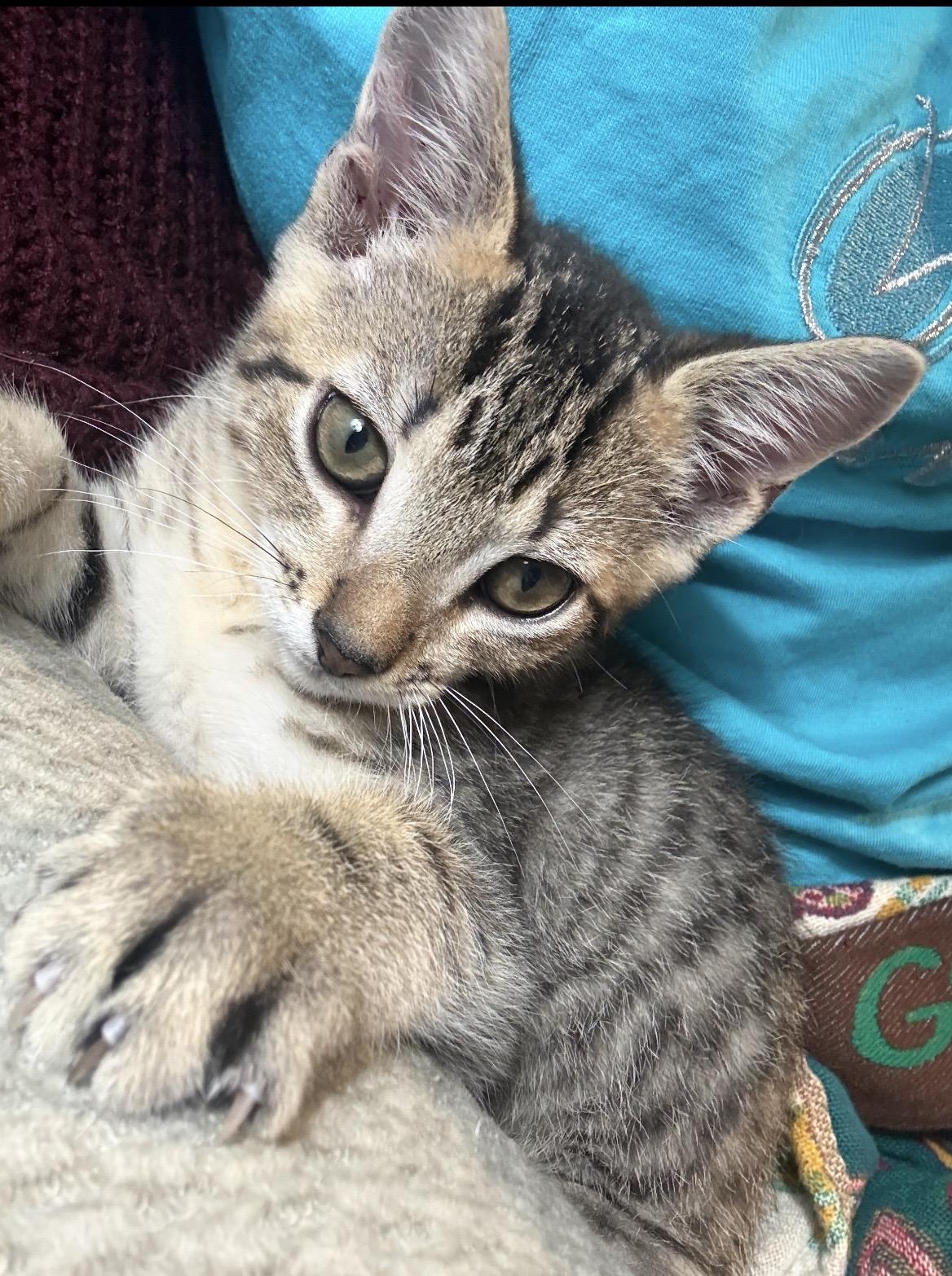 Gerber Daisy, a ADOPTABLE Domestic Short Hair in Kannapolis, NC image 4/4