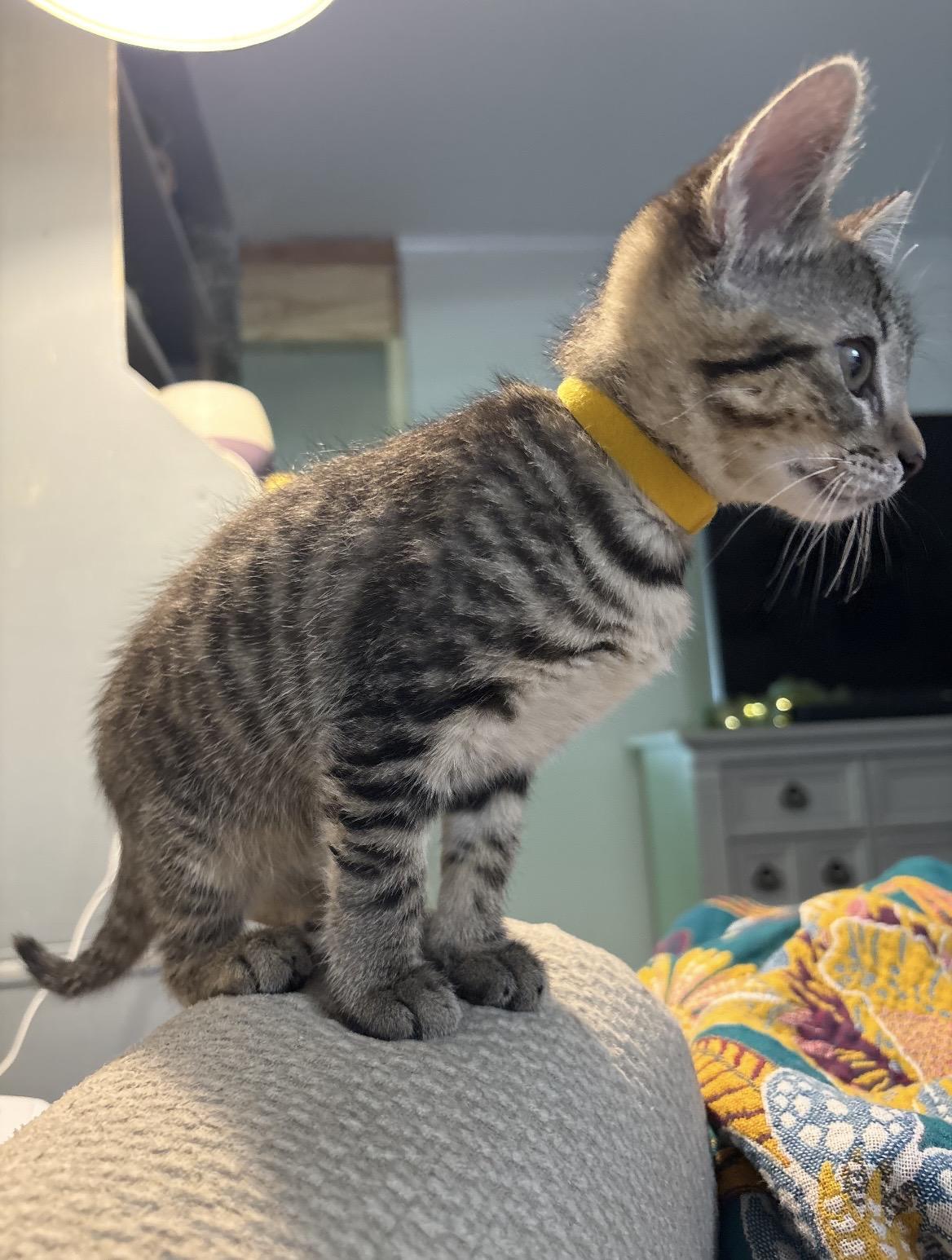 Gerber Daisy, a ADOPTABLE Domestic Short Hair in Kannapolis, NC image 2/4