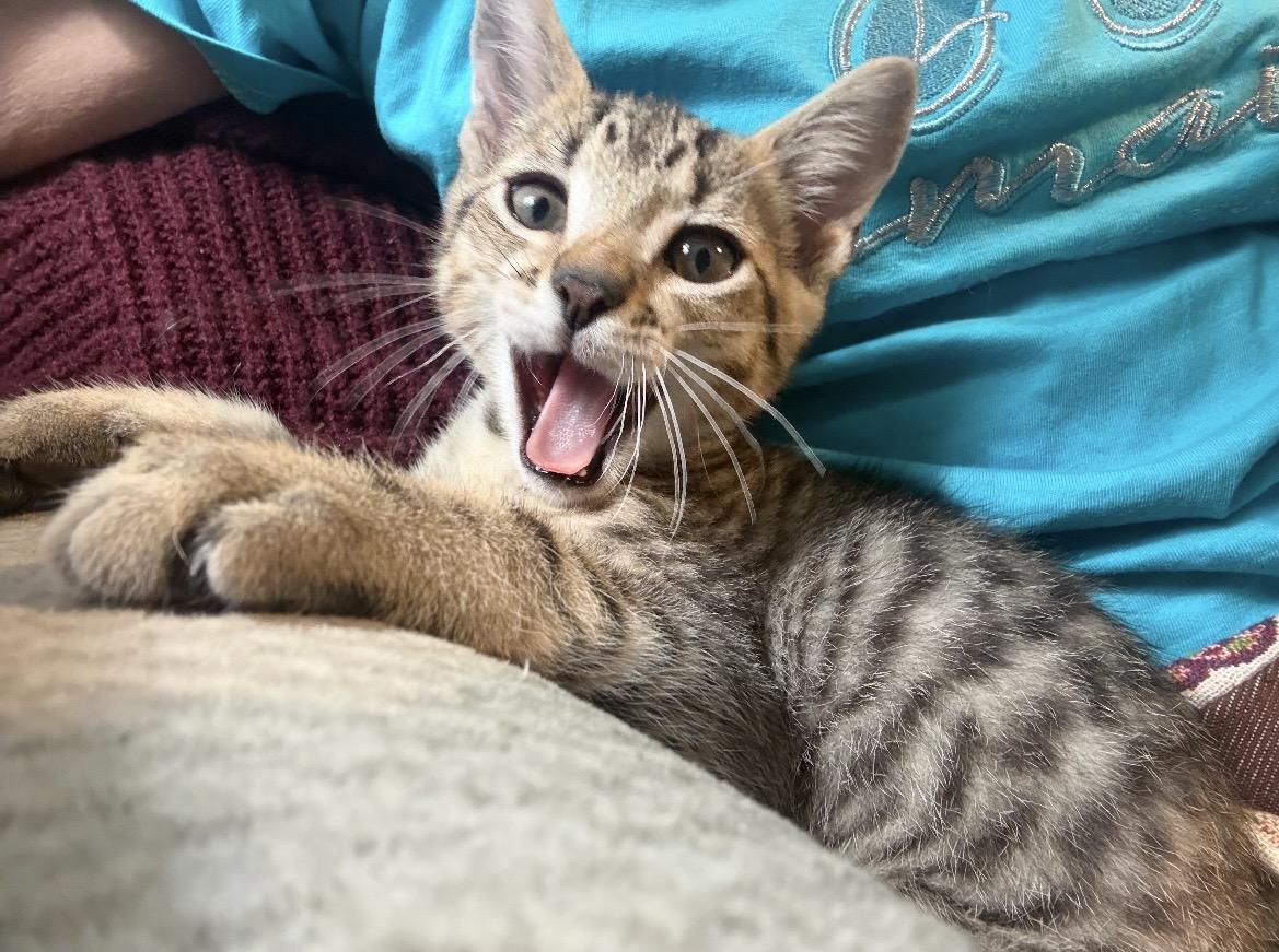 Gerber Daisy, a ADOPTABLE Domestic Short Hair in Kannapolis, NC image 3/4