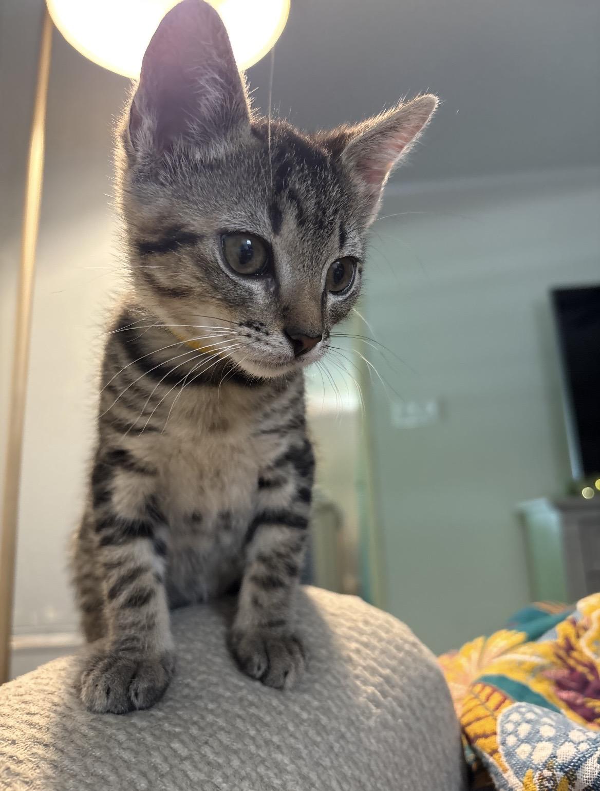 Gerber Daisy, a ADOPTABLE Domestic Short Hair in Kannapolis, NC image 1/4