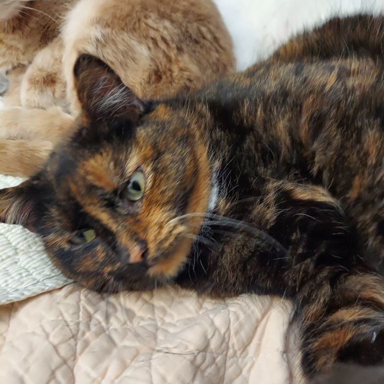 Chunky Meme, an adoptable Tortoiseshell in Morgantown, WV, 26505 | Photo Image 1