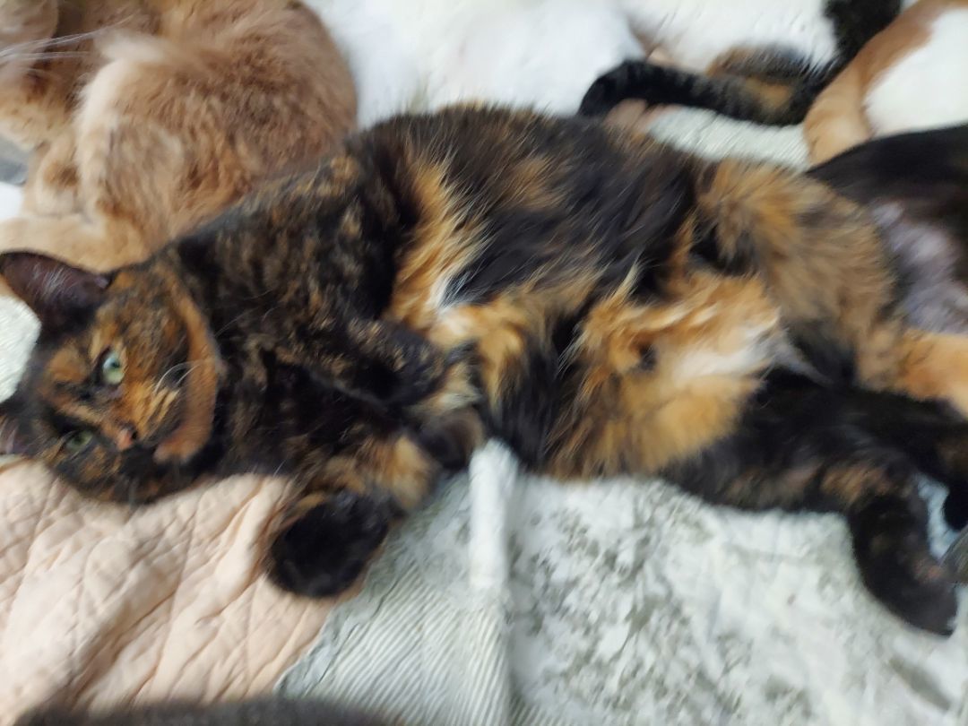 Chunky Meme, an adoptable Tortoiseshell in Morgantown, WV, 26505 | Photo Image 2