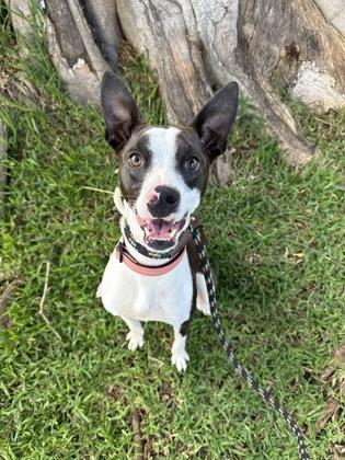 Tawny, Adoptable, Adult Female Terrier & Mixed Breed.