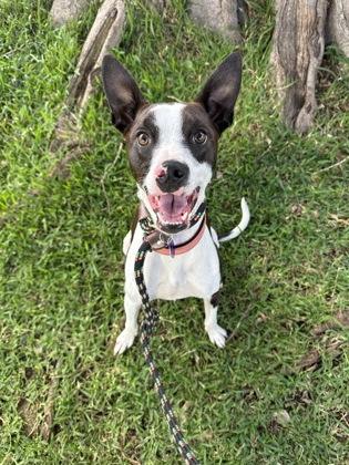 Enlarge Tawny, a Adoptable mixed breed in Honolulu, HI image 2/3