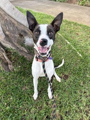 Enlarge Tawny, a Adoptable mixed breed in Honolulu, HI image 3/3