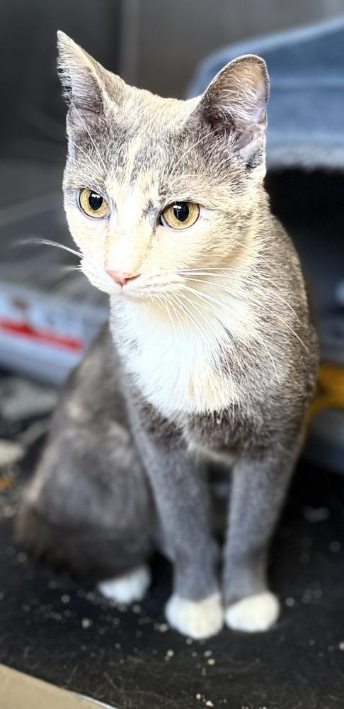 AC Stormie, Adoptable, Adult Female Domestic Short Hair.