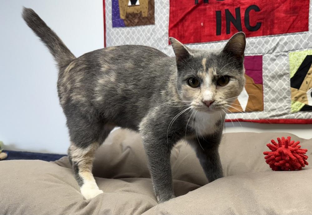 Enlarge AC Stormie, a Adoptable Domestic Short Hair in Fremont, NE image 4/4