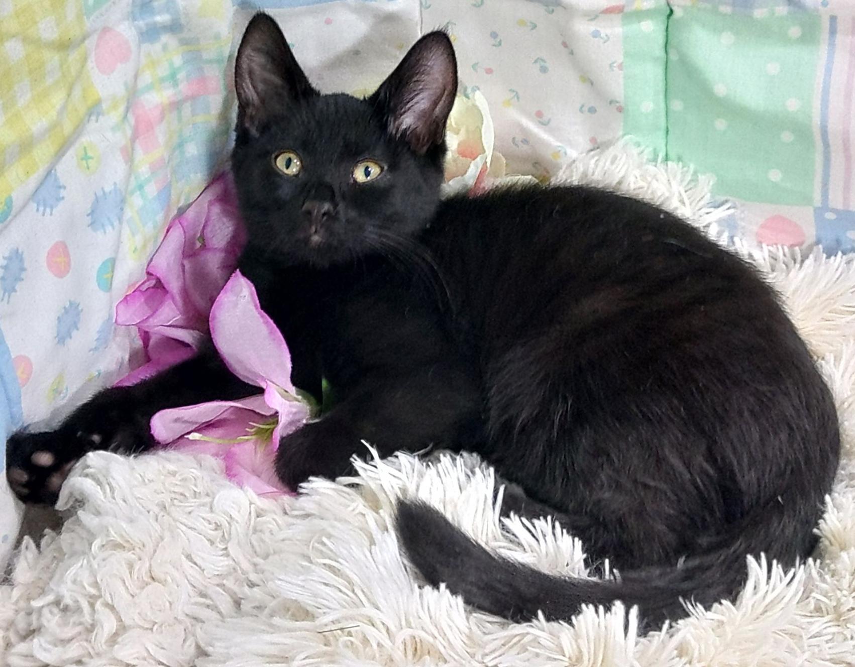 Pippin, Adoptable, Kitten Male Bombay & Domestic Short Hair.