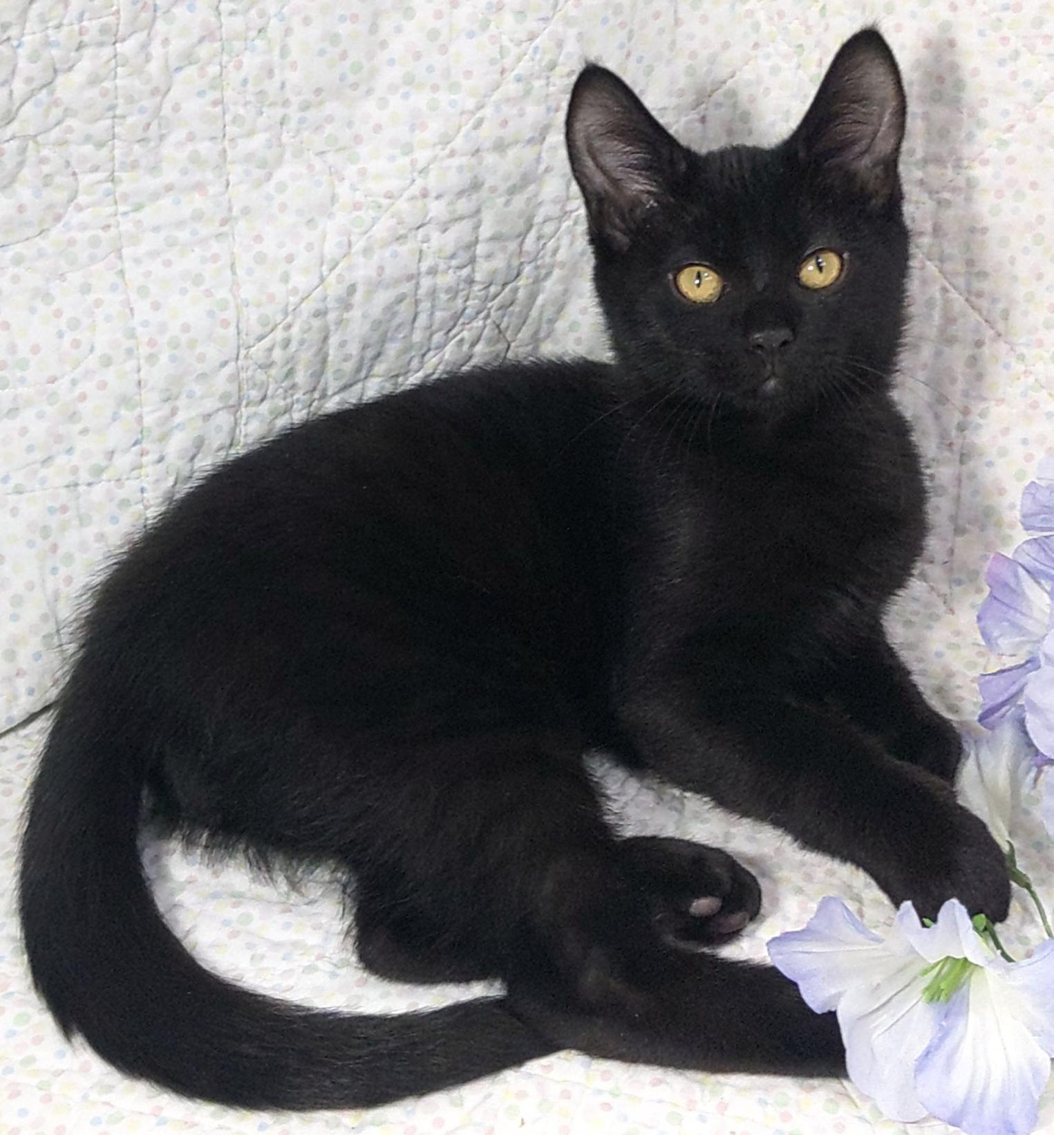 Enlarge Pippin, a Adoptable mixed breed in Lake Oswego, OR image 2/2