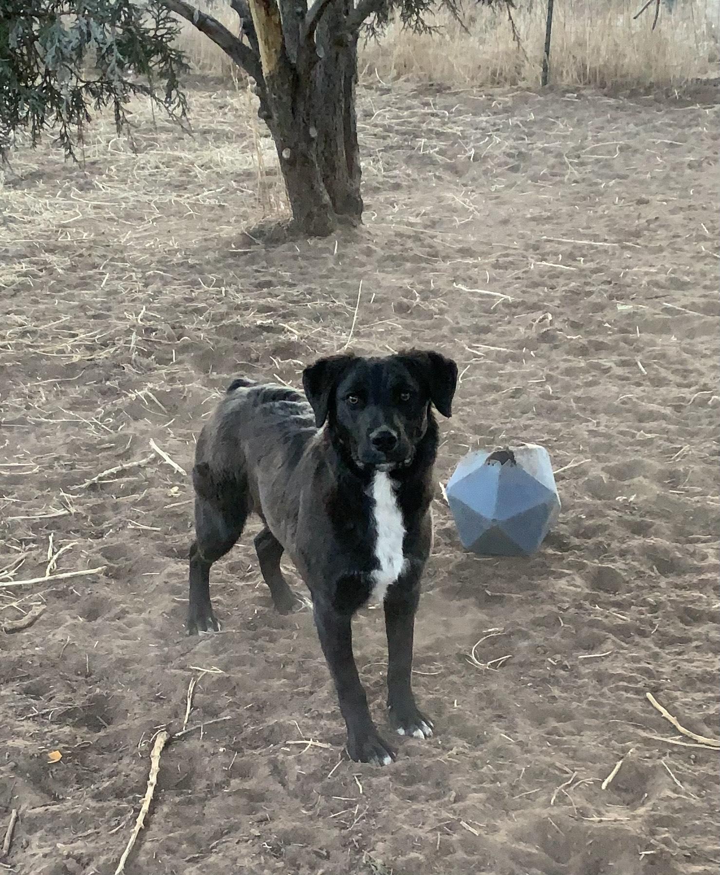 Fife, Adoptable, Young Female Australian Cattle Dog / Blue Heeler.