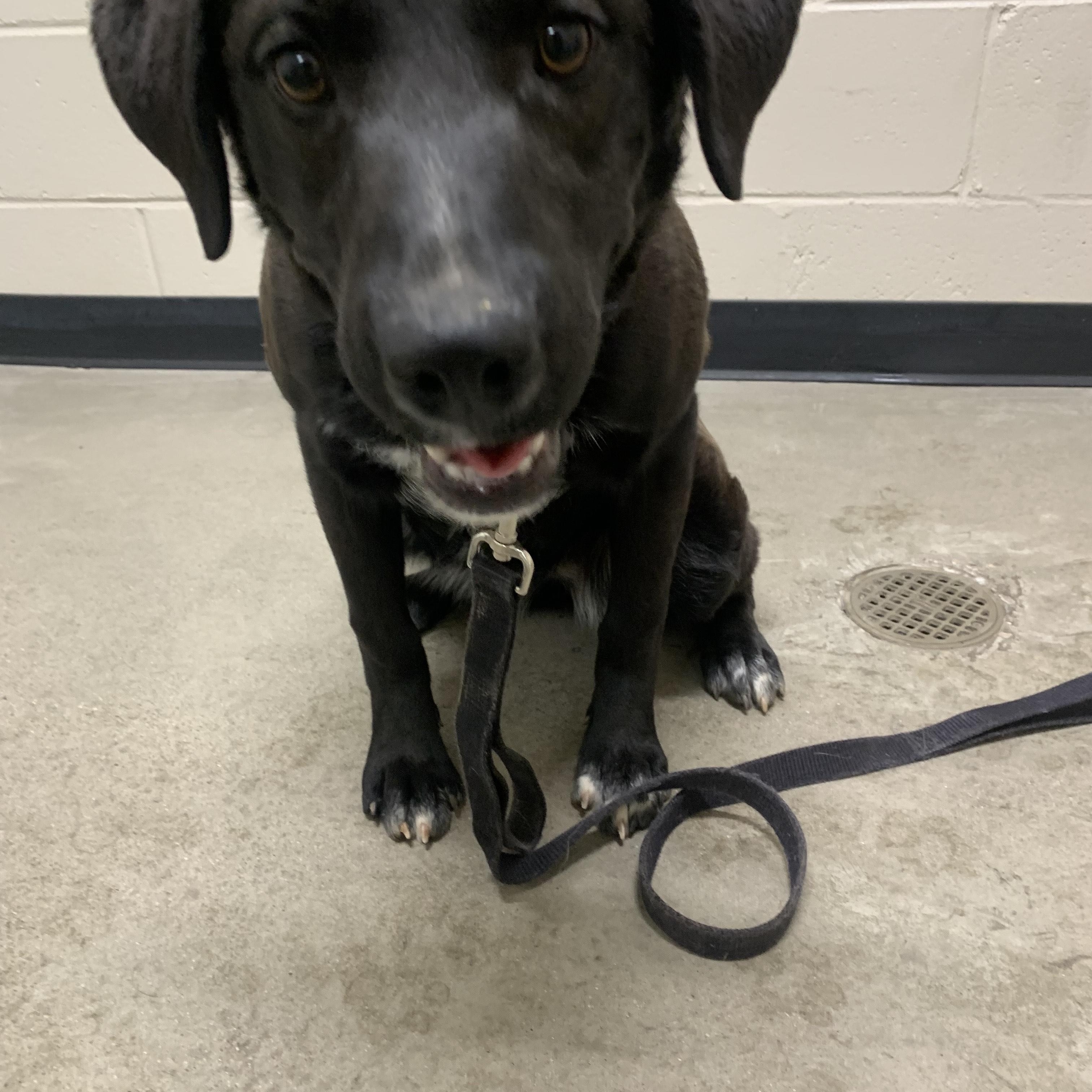 Fife, a Adoptable mixed breed in Navajo, NM image 2/4