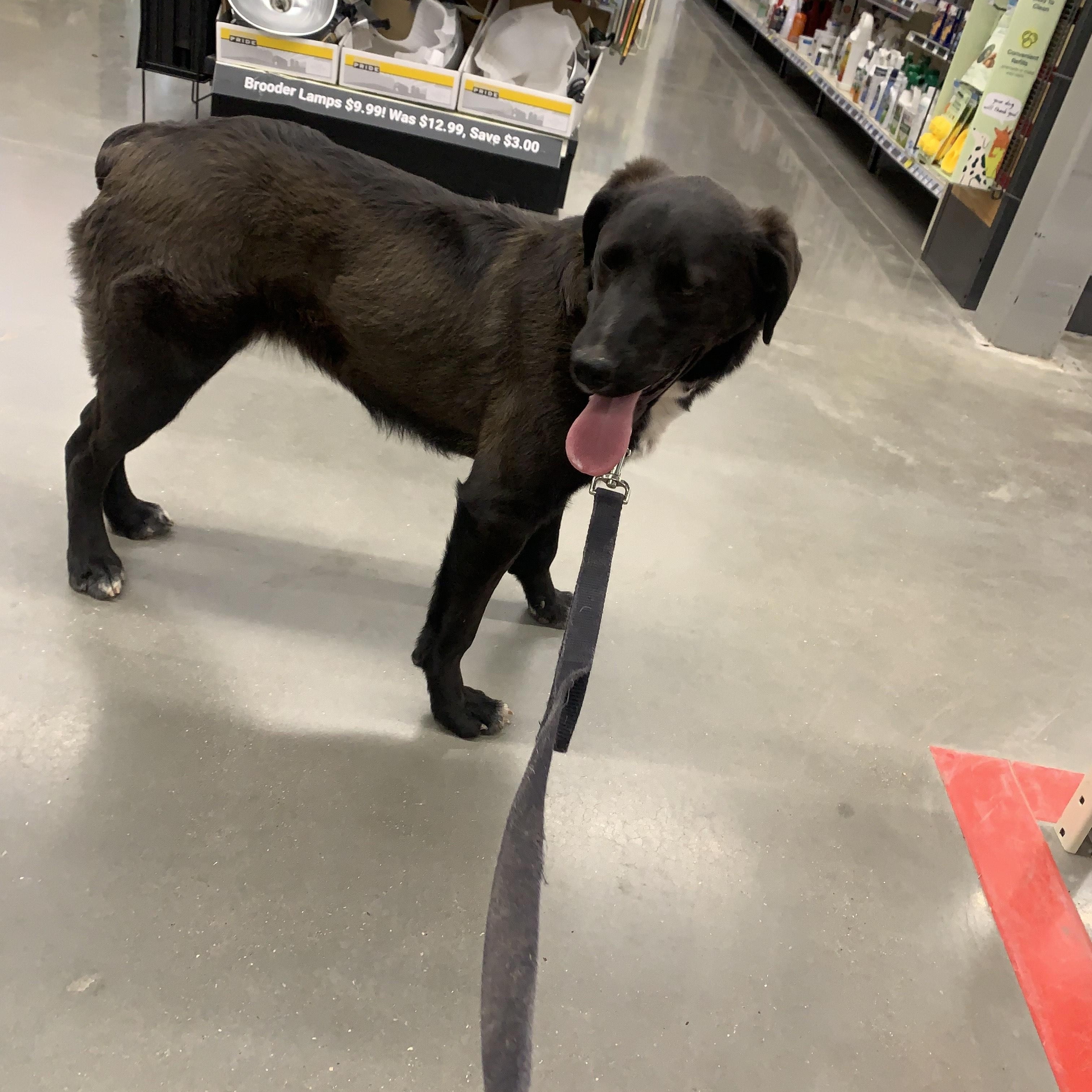 Fife, a Adoptable mixed breed in Navajo, NM image 3/4