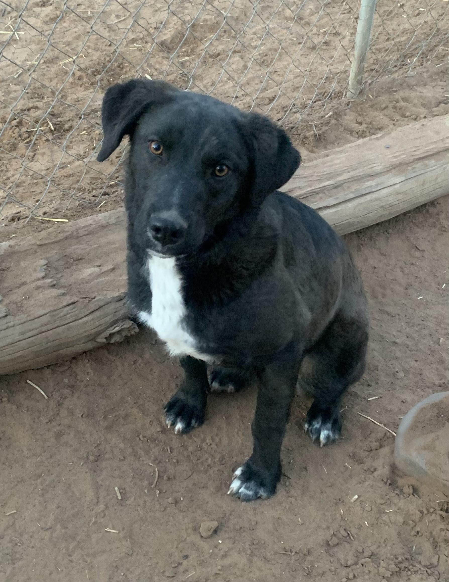 Fife, a Adoptable mixed breed in Navajo, NM image 4/4