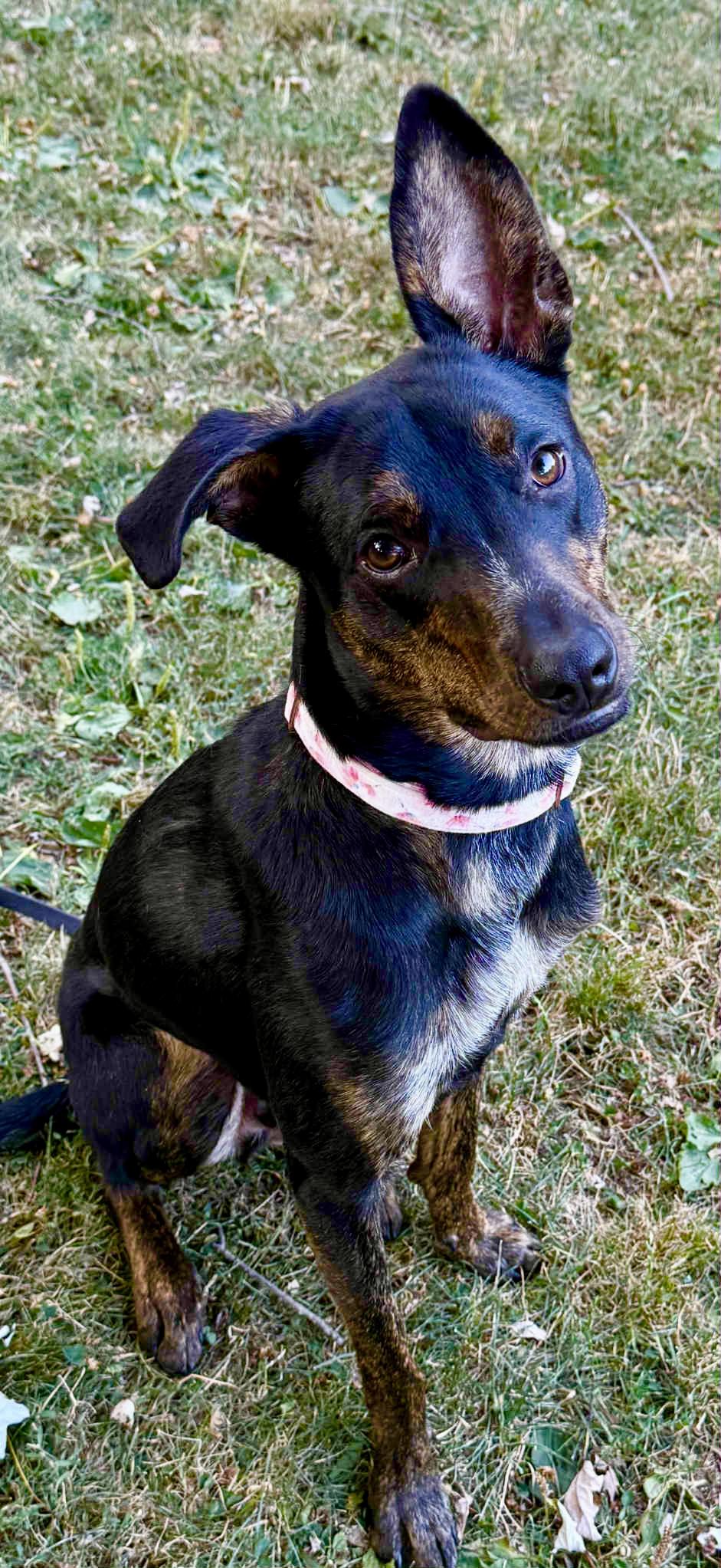 tupelo, a ADOPTABLE mixed breed in St Catharines, ON image 3/5