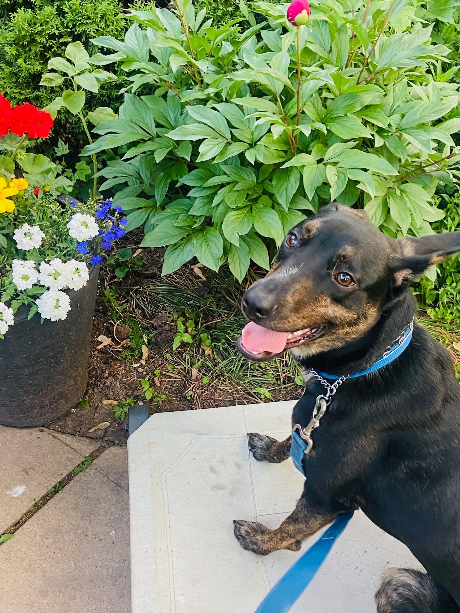 tupelo, a ADOPTABLE mixed breed in St Catharines, ON image 5/5