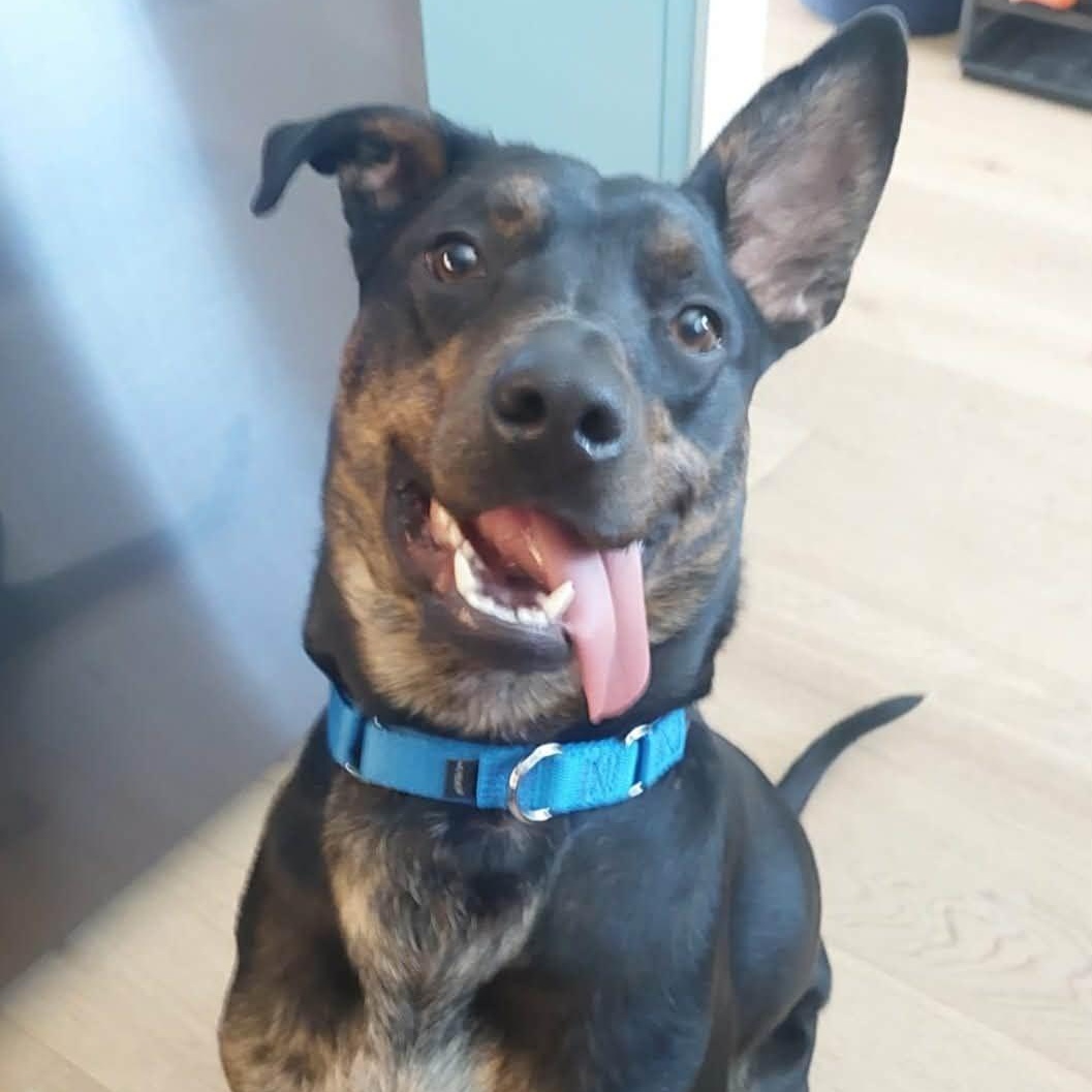 Tupelo, adopted, Young Male Doberman Pinscher.